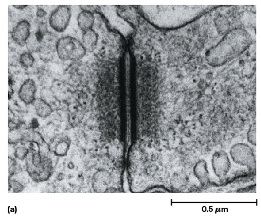 <ul><li><p>Desmosomes are <strong>button-like points of strong adhesion between adjacent cells in a tissue</strong></p></li><li><p>they provide a <strong>tissue with structural integrity</strong></p></li><li><p>they are especially abundant <strong>in cells that are under mechanical stress, like the skin, heart muscle, and the uterus</strong></p></li></ul><p></p>