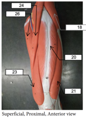 <p>26</p>