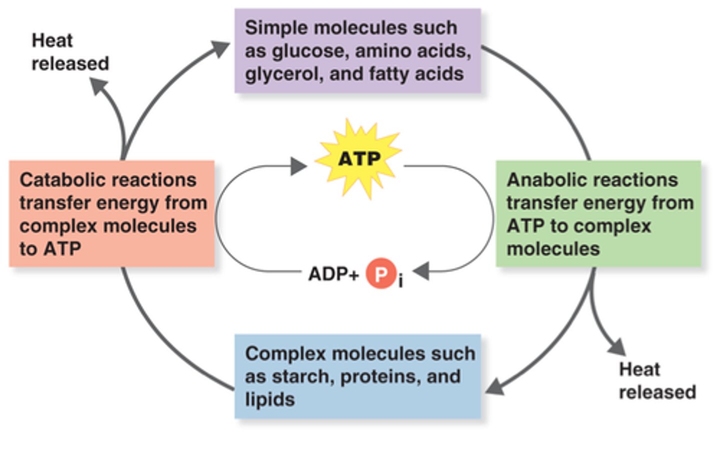 <p>pairs of chemical reactions in which some of the energy released from the breakdown of one compound is used to create a bond in the formation of another compound</p><p>ex. ATP</p>