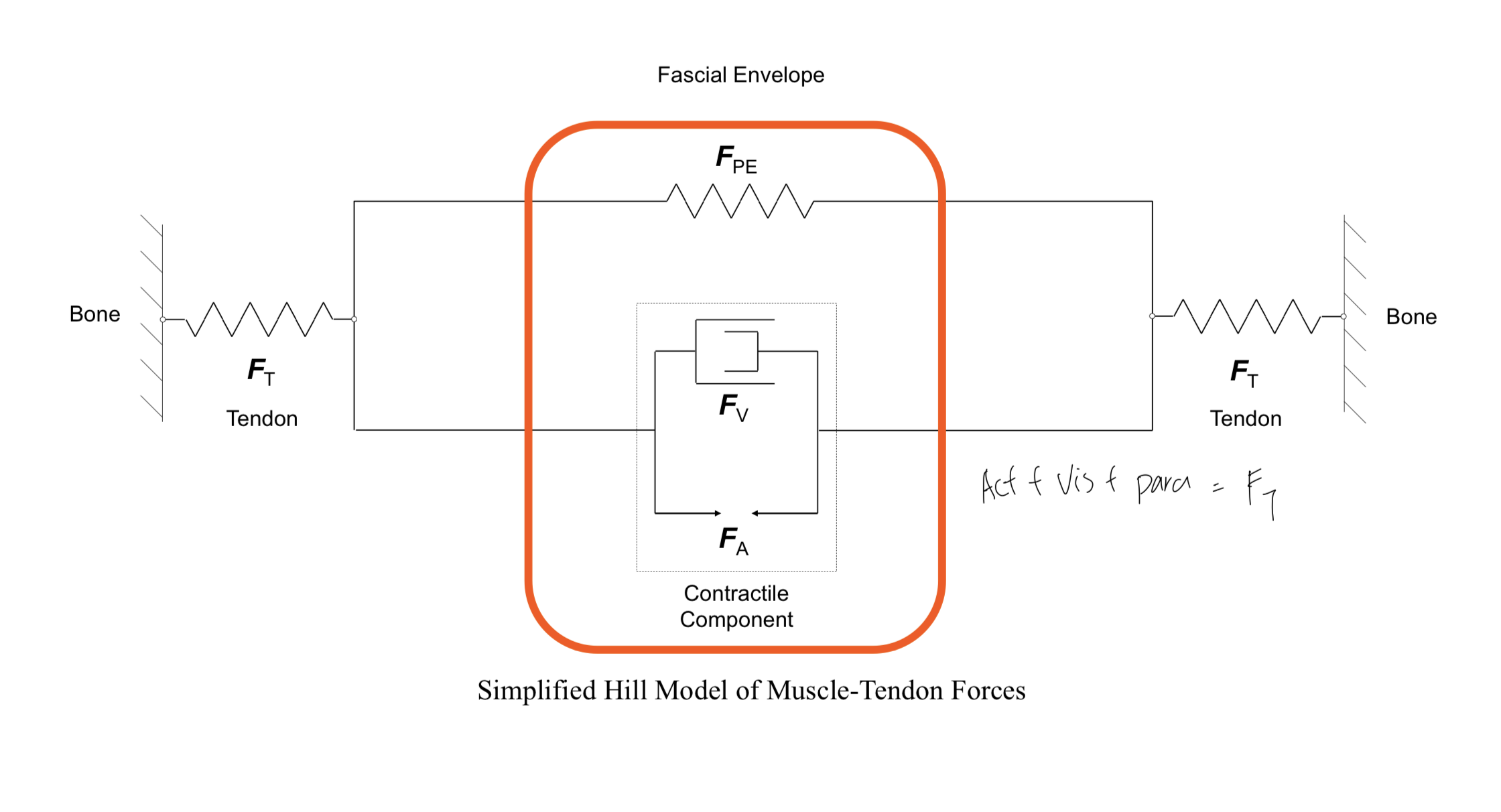 <p>What are the three force producers of muscle in Hills model?</p>