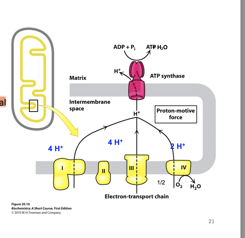 <ul><li><p>ATP synthesis arrives due to electrochemical gradient across mitochondrial inner membrane</p><ul><li><p>H+ gradient prod by ETC using suitable e- donor</p></li><li><p>conformation change in atp synthase</p></li><li><p>reversible</p></li></ul></li></ul><p></p>