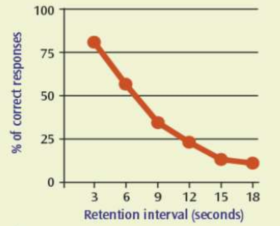 <p>24 participants were each given a consonant syllable/trigram such as YCG to remember. they were also given a 3-digit number (apart from the first trial). participants counted backwards from this number until told to stop. this prevents an mental rehearsal of the syllable (which would increase the duration of STM). on each trial participants were told to stop counting after varying periods of time and were asked to recall the consonant syllable</p><p>as the time period increased the percentage of correct responses decreased. the graph shows how more participants (around 78%) were able to recall the consonant syllable after a shorter period of time (here 3 seconds). at the halfway mark, at 9 seconds, only around 30% of responses were correct, demonstrating how this proportion dropped rapidly in the 6 second period. at 18 seconds, around 3-12% of responses were correct. this graph demonstrates the short duration of short term memory, as fresher information is more easily recalled</p><p>STM has a duration of up to 18 seconds, unless information is rehearsed</p>