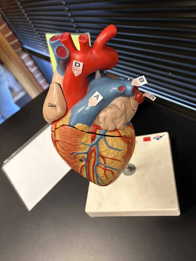 <p>A. identify this blood vessel</p>