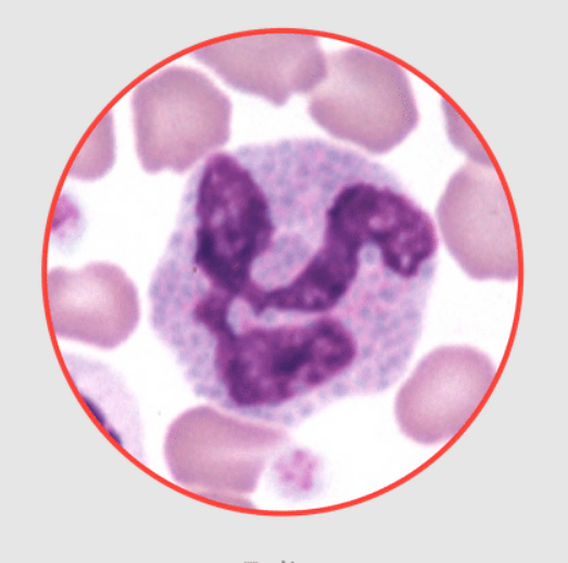 <p>What species does this basophil belong to? dog, equine, feline, or bovine?</p>