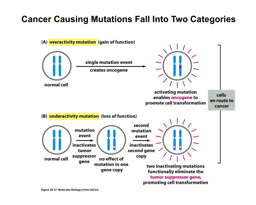 <p><span style="background-color: transparent;"><strong>Category 2: Tumor Suppressor Genes (Underactivity / Loss-of-Function Mutations)</strong></span></p>