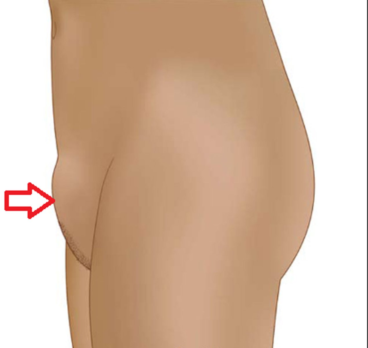 <p>a mound of fatty tissue covering the pubic area in women</p>
