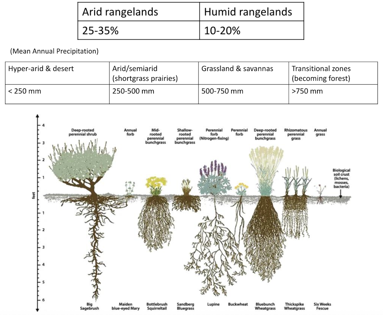 <ul><li><p><span>High Precipitation Variability</span></p><ul><li><p><span style="background-color: transparent;">Within rangelands annual rainfall variation</span></p><ul><li><p><span style="background-color: transparent;">Between year variability is dangerous with inflexible stocking rates, cannot support same number of animals from good year to bad year</span></p></li><li><p><span style="background-color: transparent;">Across rangeland types</span></p></li></ul></li></ul></li></ul><ul><li><p><span>Disturbance Adapted</span><span style="background-color: transparent;">- native vegetation has evolved with fire and resistance to drought</span></p><ul><li><p><span style="background-color: transparent;">Occasional fire and drought good for system</span></p></li></ul></li><li><p><span>Deep Root Systems</span><span style="background-color: transparent;">- anchors soil, allows plants to access groundwater, can sequester carbon, and allows fire/drought resistance</span></p><ul><li><p><span style="background-color: transparent;">Roots make up most of biomass</span></p></li><li><p><span>Taproot</span><span style="background-color: transparent;">- deep growing dominant root, one primary root grows very deep, important for accessing groundwater, allows soil pores for form</span></p></li><li><p><span>Fibrous Root</span><span style="background-color: transparent;">- deep expansive network of roots, not as deep as taproot but wider expanding, holds soil in place</span></p></li><li><p><span style="background-color: transparent;">Annual forbs and grasses- super tiny roots, don’t want</span></p></li></ul></li><li><p><span>Biodiversity</span></p><ul><li><p><span style="background-color: transparent;">Rangeland Dependent Species- adapted to live only on rangelands, need rangelands to survive and thrive</span></p><ul><li><p><span style="background-color: transparent;">Ex. Bison, prairie chicken, sage grouse</span></p></li></ul></li></ul></li></ul><p></p>