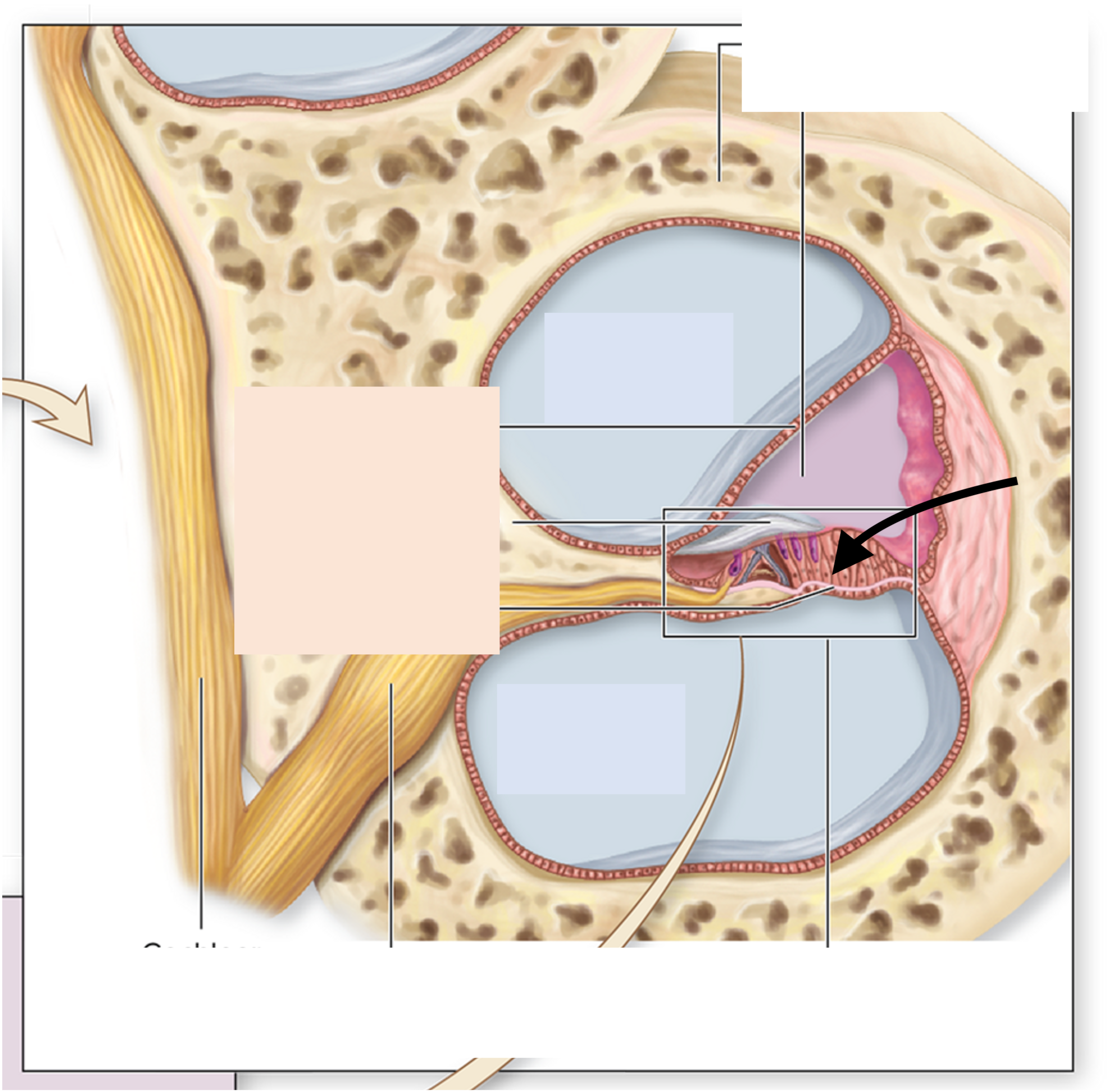 <p>ID the structure</p>
