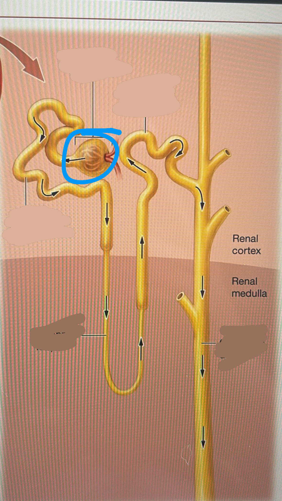 knowt flashcard image