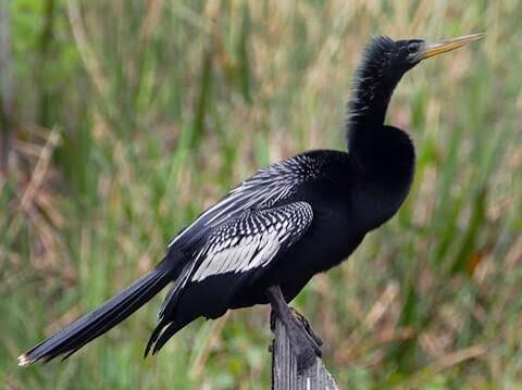 <p>Anhinga</p>