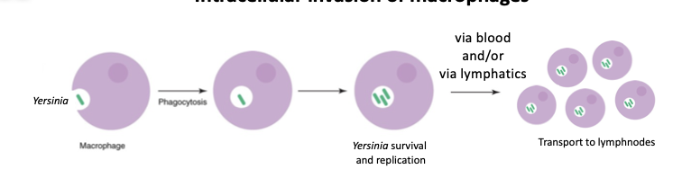 <p>Intracellular invasion of macrophages. </p><ul><li><p>Blood and/or lymph → lymph nodes</p></li><li><p>Replication in lymph nodes </p></li><li><p>Development of necrotic lesions </p><ul><li><p>Infiltration of neutrophils </p></li></ul></li></ul><p></p>