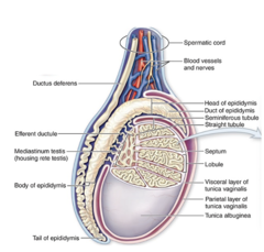 <p>What does the parietal layer of the tunica vaginalis line?</p>