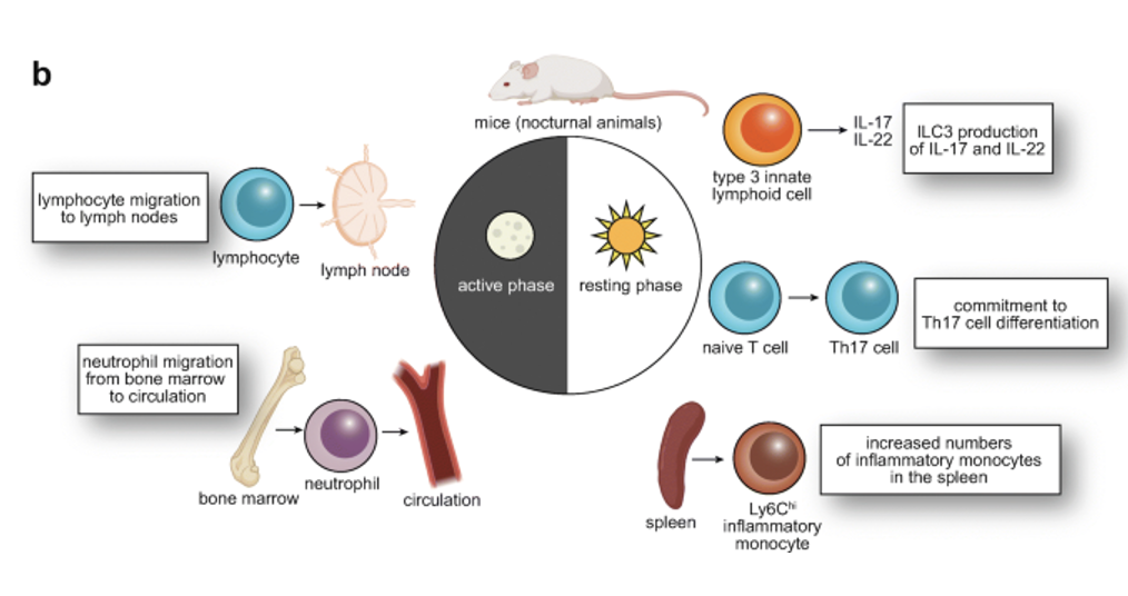 <p><span><strong>all aspects of immunity and host defense mechanisms</strong></span></p><ul><li><p><span>In addition, other systemic factors (as we saw in lecture 7 and 8) can affect daily fluctuations in immune pathways.&nbsp; These daily changes can affect disease symptoms, susceptibility and treatment efficacy.</span></p></li></ul><p></p>
