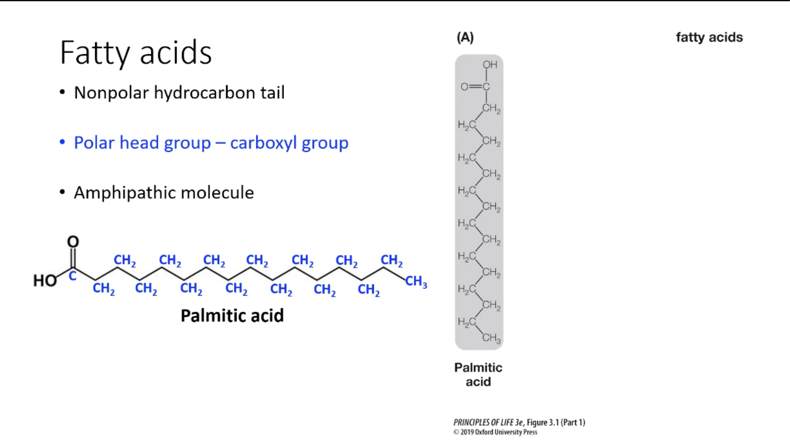 <p>Carboxyl group (polar head) attached to a long nonpolar hydrocarbon chain (tail).</p><p>Amphipathic: Serves as the building block for triglycerides and phospholipids.</p>