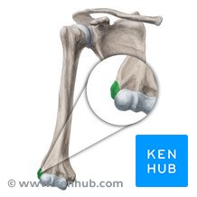 <p>a small rounded bump located on the surface of a clondyle</p>