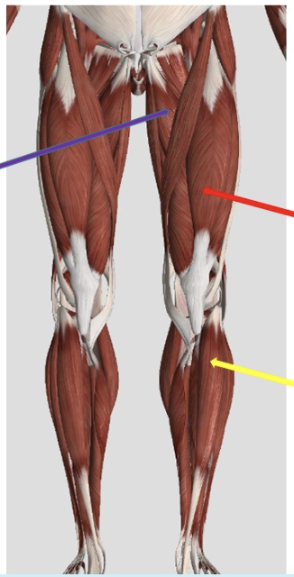 <p><span>Identify the muscle at the tip of the red arrow</span></p>