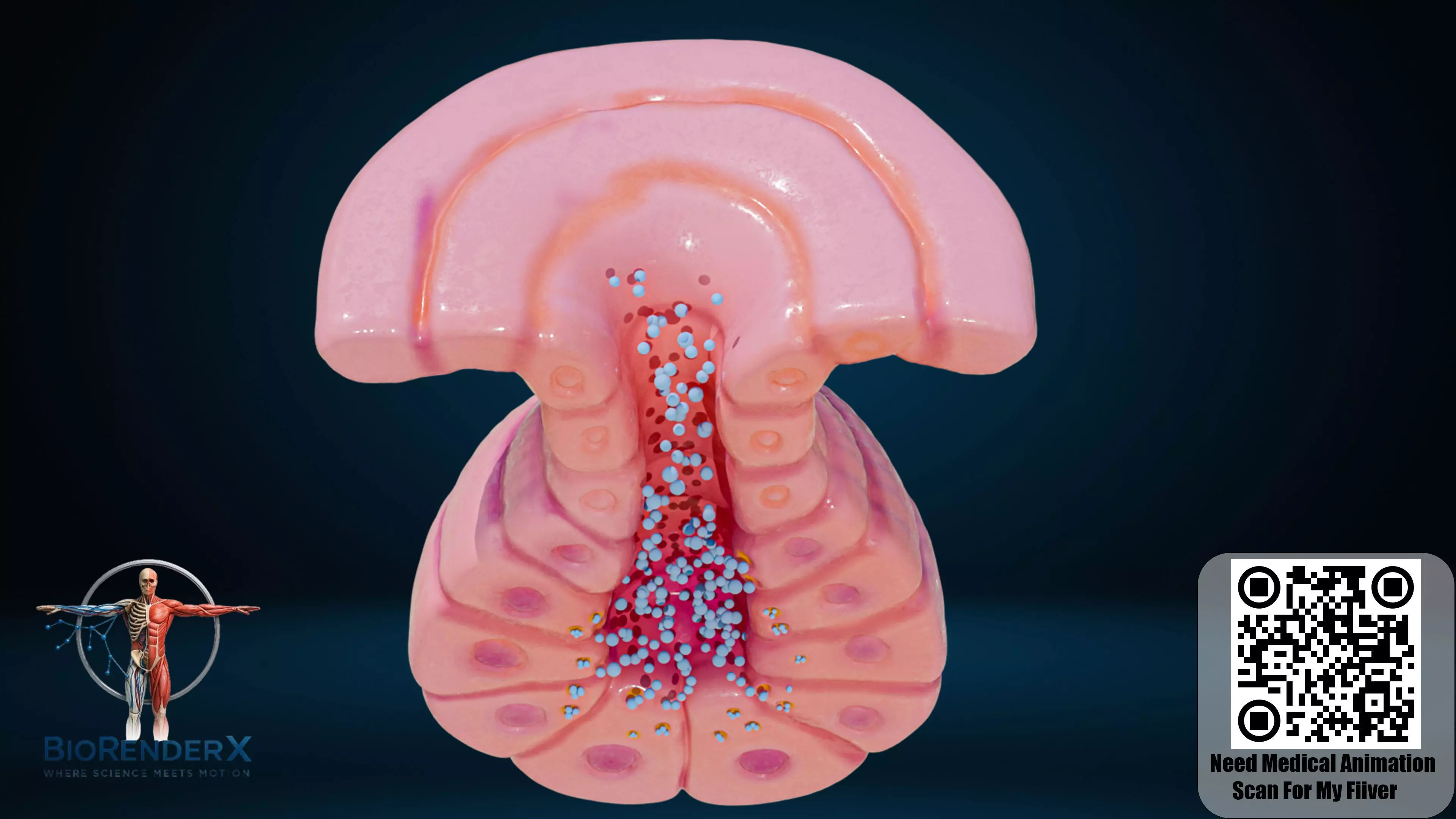 <p>Exocrine Glands</p>