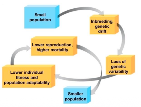 <p>When habitat is lost and fragmented, populations get smaller and more isolated</p><p>Small populations lose genetic variation; reduces fitness and increases extinction risk</p>