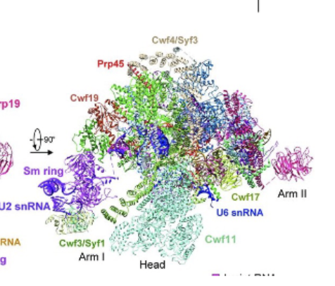 <p>Too dynamic to use crystalization methods. Had to use cryo electron microscopy, which was able to solve the strucutre via class averaging and extreme sensitivity (1 electron hitting the protein). </p>
