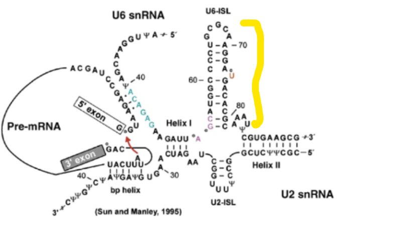 <p>Highly conserved region of the active site of the C complex (active complex). Critical for function (knocking it out kills yeast cells) because this is where the two Mg ions bind to. </p>