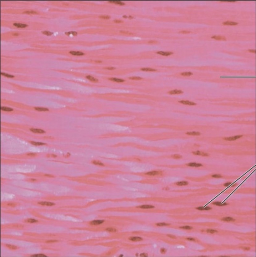 <p>what is the name of this tissue?</p>