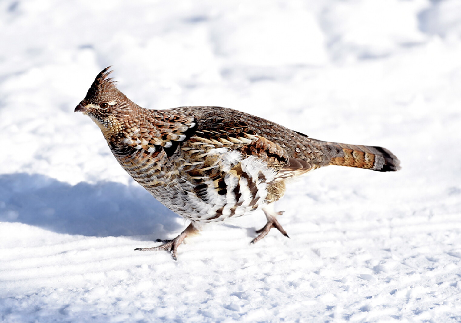 <p>How do Ruffed Grouse roost? And who does the roosting?</p>