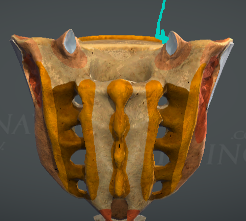 <p>Os sacrum - кръстцова кост (отзад):</p>