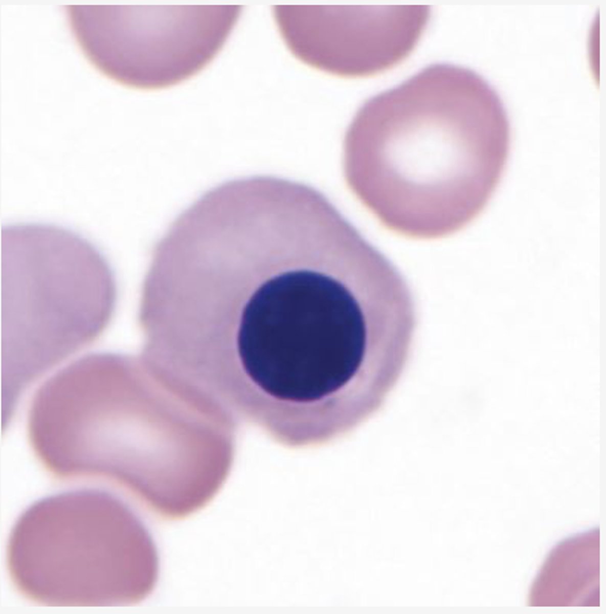 <p>Identify the DEVELOPING Cell</p>