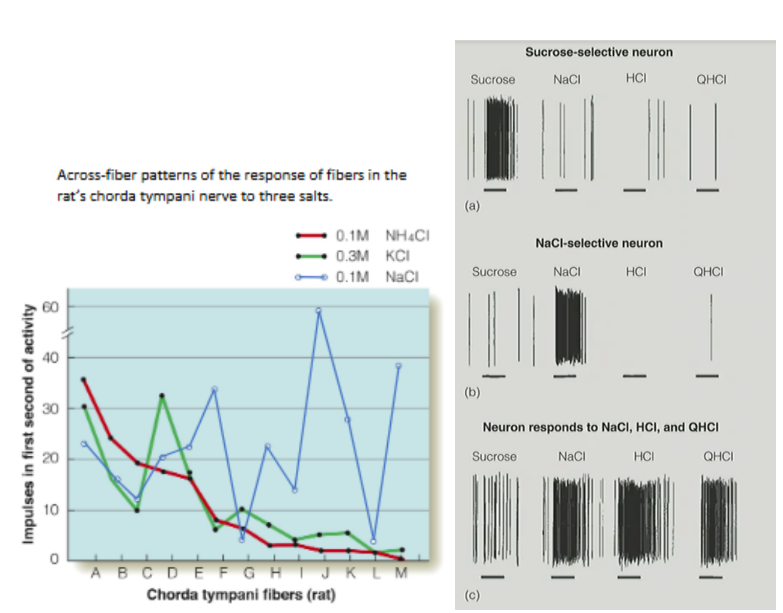 <ul><li><p>3 different taste stimuli were presented to rats &amp; looked at <u>recordings of the chorda tympani nerve fibers</u></p></li><li><p><u>patterns across the chorda tympani nerve fibers</u> showed that <u>2 substances were similar</u> to e/o (<strong><u>potassium chloride &amp; ammonium chloride</u></strong>), but <u>1 substance was different</u> from the rest (<strong><u>sodium chloride</u></strong>)</p></li><li><p>then, rats were <strong>trained </strong>by <strong>shocking them when they drank potassium chloride</strong></p></li><li><p><strong>afterwards</strong>, when rats were given the choice b/w the 3, the <strong>rats avoided ammonium chloride</strong></p><ul><li><p><span style="color: rgb(179, 174, 174);">shows distributed coding b/c many types of receptors control 1 odor &amp; a <u>receptor may code for multiple odors</u> (← latter explains why this happens)</span></p></li></ul></li></ul><p>^ this experiment shows physiological &amp; behavioral evidence for distributed coding</p><p>__</p><ul><li><p>looked at responses of 3 neurons &amp; recorded the chorda tympani nerve fibers in the rat</p></li><li><p>4 solutions: <strong><u>sucrose, salt, HCl, </u></strong><u>and </u><strong><u>QHCl</u></strong>, were <u>flowed over rat’s tongue for 15 seconds</u> (horizontal lines)</p></li><li><p>results:</p><ul><li><p>top neuron responded selectively to sweet stimulus (sucrose)</p></li><li><p>middle neuron responded selectively to salt</p></li><li><p>bottom neuron responded to salty, sour, and bitter stimuli (didn’t respond to only sucrose/sweet stim.)</p></li></ul></li></ul><p>^ <strong><u>specific fibers respond selectively/favorably to specific chemicals</u></strong></p><p></p>
