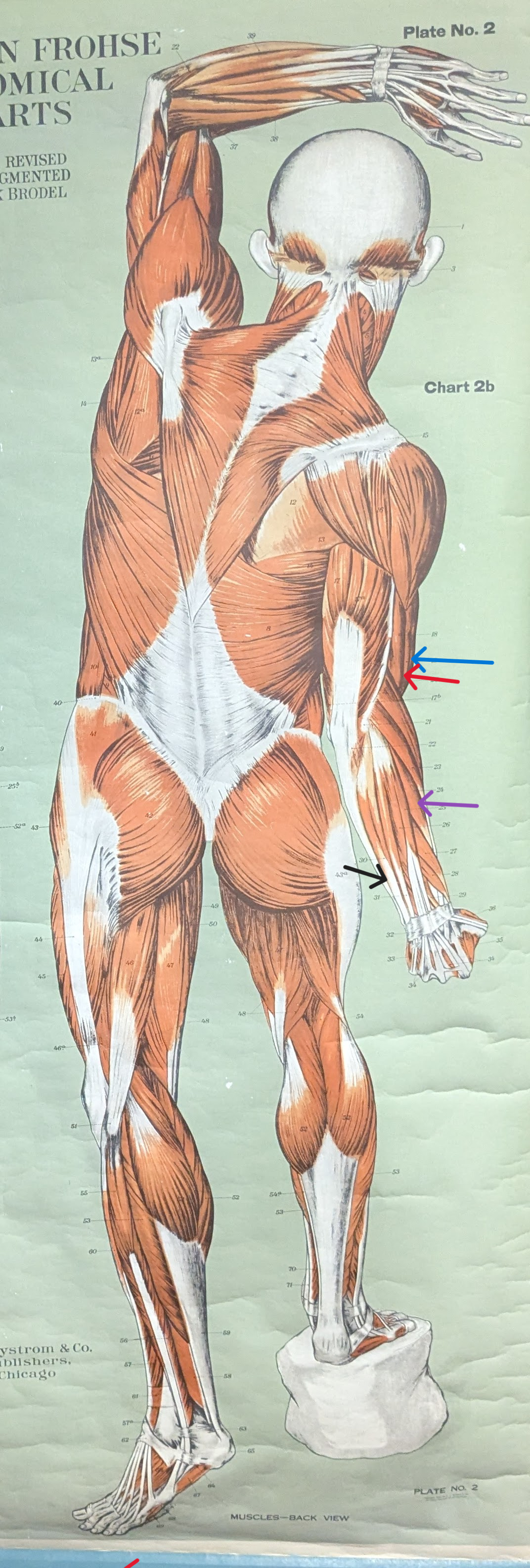 <ul><li><p>blue= biceps</p></li><li><p>red=  brachioradialis</p></li><li><p>purple= extensor carpi radialis</p></li><li><p>black= extensor carpi ulnaris </p></li></ul><p></p>