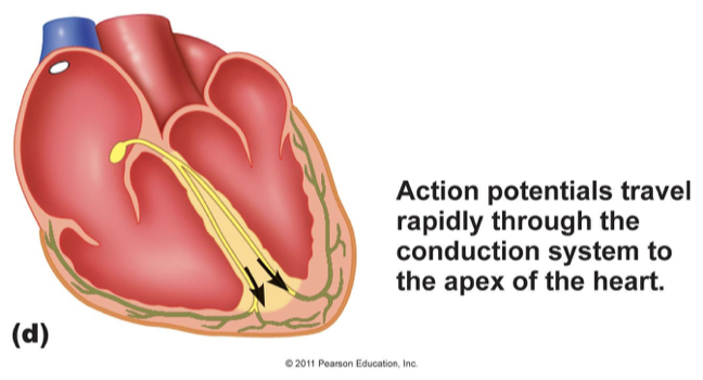 <p>action potentials travel rapidly through the conduction system to the apex of the heart</p>