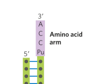 <p>carries a specific amino acid esterified by its carboxyl group to the A residue at the 3’ end of tRNA </p>