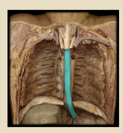 <p>muscular tube connecting pharynx w/ stomach</p><p>runs behind windpipe and heart, in front of spine</p>