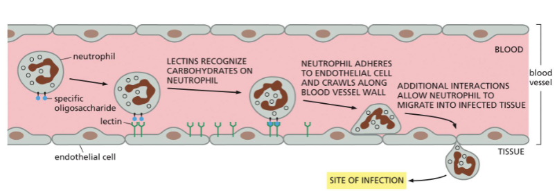 <ol><li><p>Neutrophil with specific oligosaccharide binds to a lectin</p></li><li><p>lectin recognizes specific sugar</p></li><li><p>Neutrophil adheres to the endothelial cell and craws along the blood vessel wall </p></li><li><p>Neutrophil is able to be secreted out of blood vessel to travel to infected tissue.</p></li></ol><p></p>