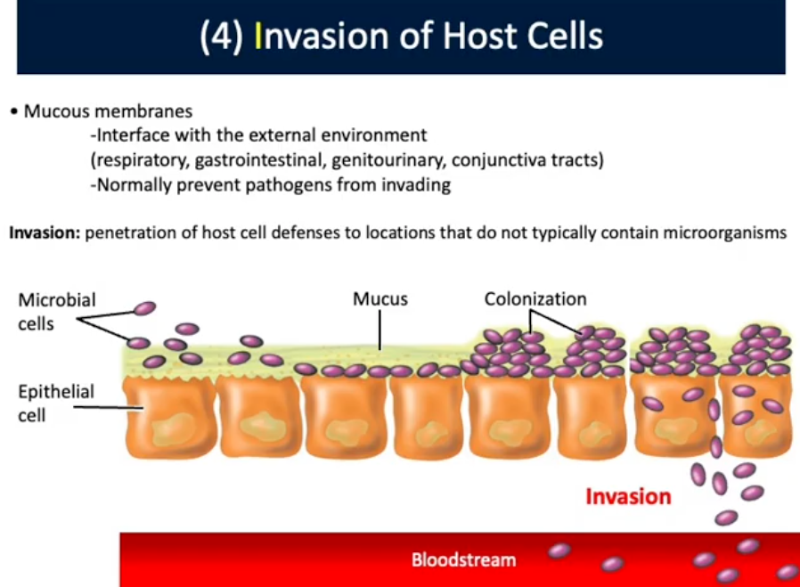 <p>Invasion of Host Cells (4th Mechanisms of Pathogenesis)</p>