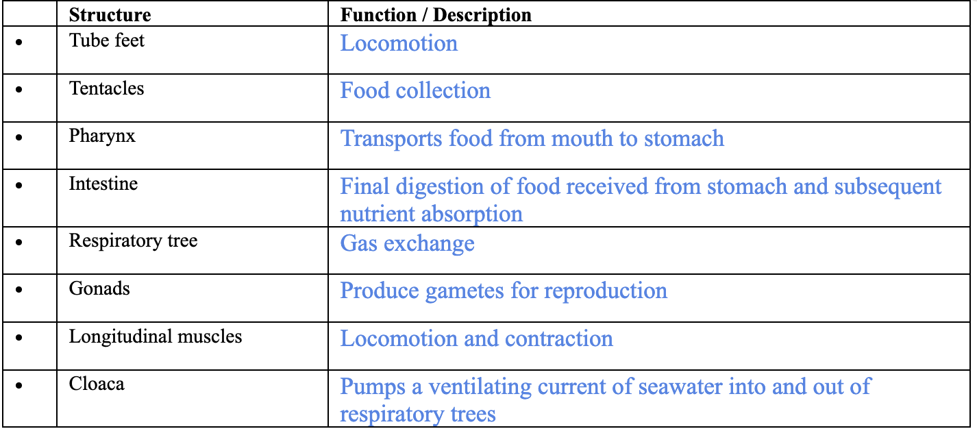 <p><span style="background-color: transparent;"><span>Clade Holothuroidea within Clade Echinodermata</span></span></p><ul><li><p>Respiratory tree looks like applesauce</p></li><li><p>Gonads look like spicy ramen</p></li></ul><p></p>