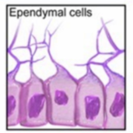 <p><span><span>Line the ventricles and central canal and produce and circulate cerebrospinal fluid (CSF). They are ciliated glial cells and form part of the choroid plexus.</span></span></p>