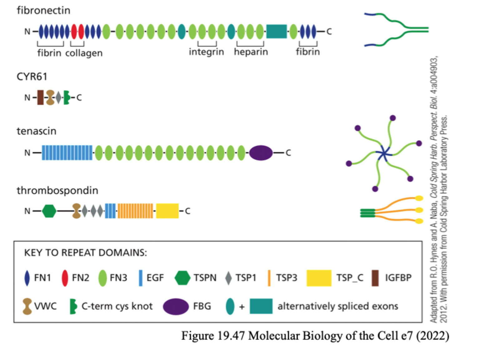 <p>Hvad er <strong>fibronectin</strong>?</p>