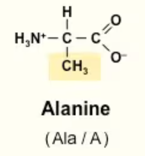 <p>Ala/A<br>Just a methyl group (CH3)<br>Non polar</p>