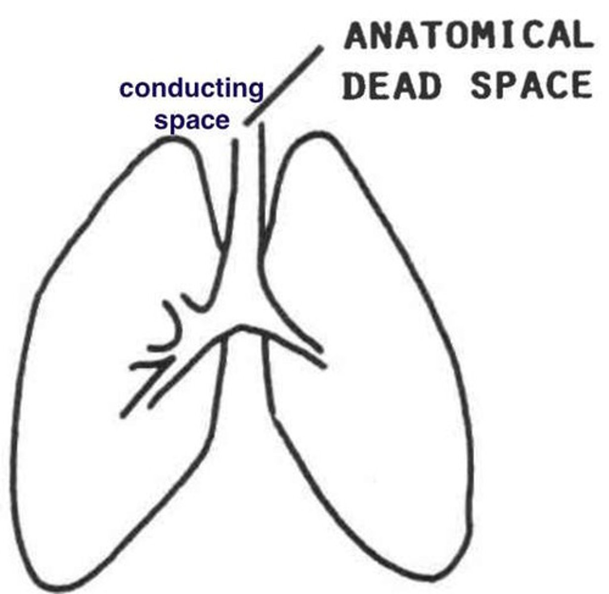 <p>Any portion of the airway that does contain air and cannot participate in gas exchange, such as the trachea and bronchi.</p>