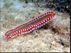 <p>- Reaches a length of 35cm and the thickness of a</p><p>finger</p><p>- Varies in colour from green to red with tufts of bristles which causes severe irritation not unlike a bad burn when touched.</p><p>- Feeds on many invertebrates such as anemones and also any dead animal on the bottom of the sea. Also known as fireworm</p><p>- It has hollow bristles along each side which are filled with venom and if disturbed, the bristles become flared so that they become more exposed. </p><p>- The setae can easily break off and penetrate flesh if touched, with the venom causing an intense burning irritation</p>