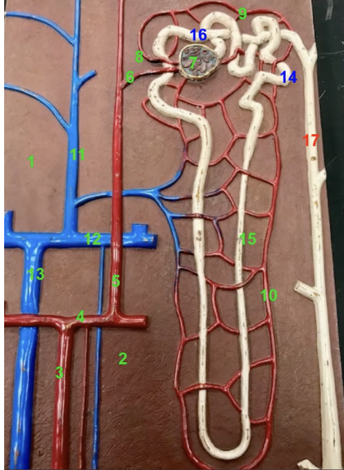 <p>function of 7</p>