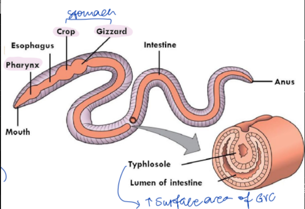 <p>pharynx, crop or gizzard:</p><ul><li><p>extra muscle</p></li><li><p>physical grinding of food (since no jaw present)</p></li></ul><p></p>