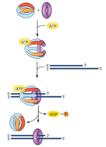 <p><span>use the energy of ATP hydrolysis for assembly of sliding clamps</span></p>