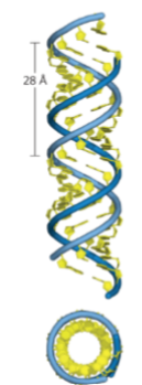 <p>Wat does the RNA structure resemble?</p>