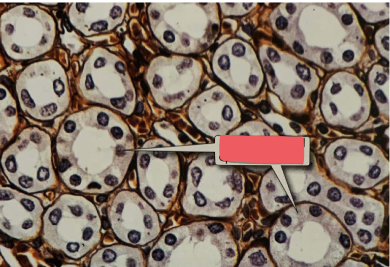 <p>renal tubules</p>