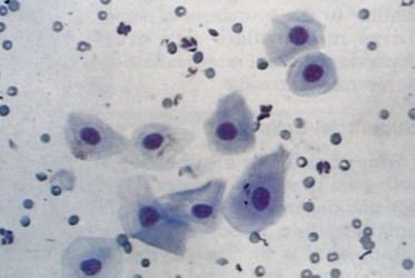 <p>what cell is this</p>