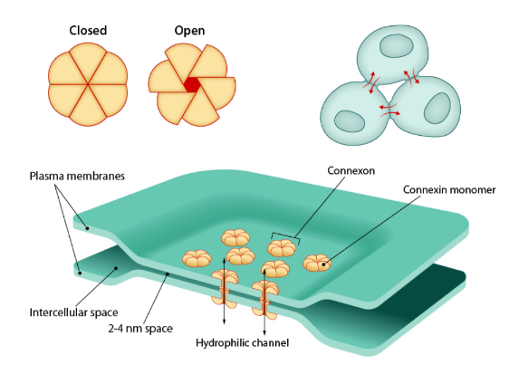 <p>found along the membrane of interconnected epithelia </p><p>electrochemical connection between adjacent cells </p>