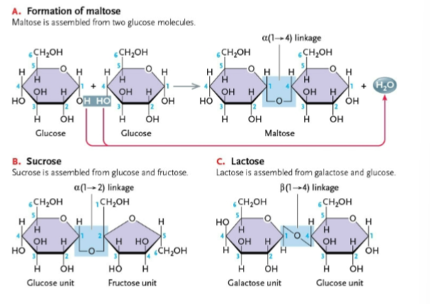 <p>Disaccharides are assembled from two monosaccharides covalently joined by a dehydration synthesis reaction</p><p>Common disaccharides: sucrose (glucose + fructose) galactose (glucose + galactose) </p>