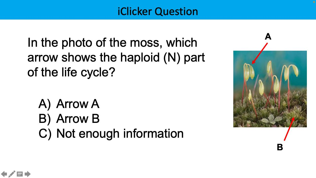 <p>In the photo of the moss, which arrow shows the haploid (N) part of the life cycle?</p>